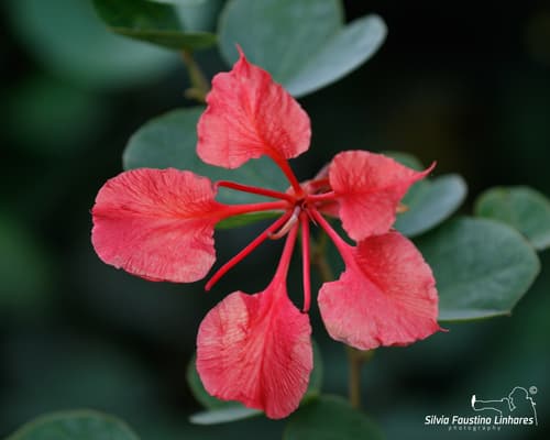 Pride-of-de-Kaap
