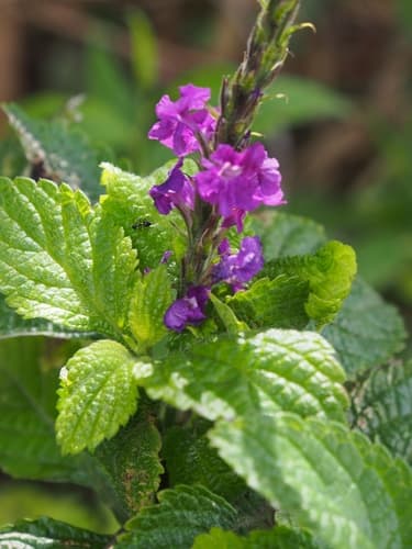Purple Porterweed