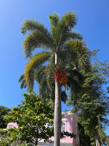 Foxtail Palm Bonsai