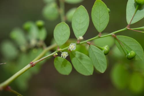Mascarene Island leaf-flower