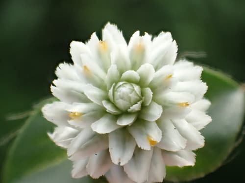 Gomphrena Weed