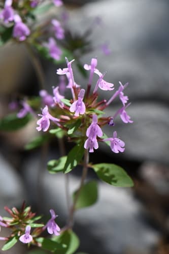 Slender Hedeoma