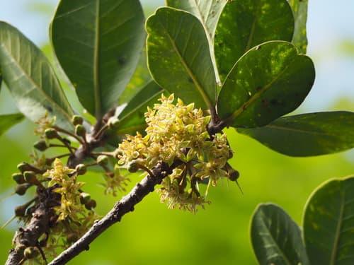 Palaquium formosanum