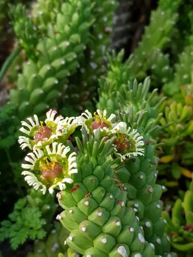 Medusa's-head