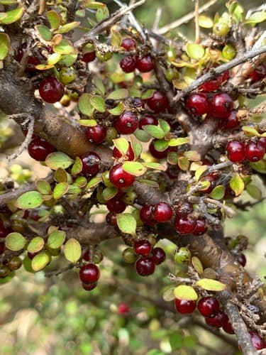 Twiggy coprosma