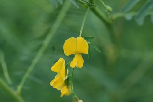 Sesbania Pea