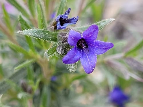 shrubby gromwell