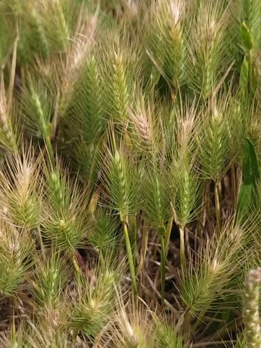 Salt Barley