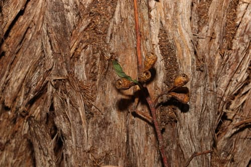 Tallowwood Bonsai