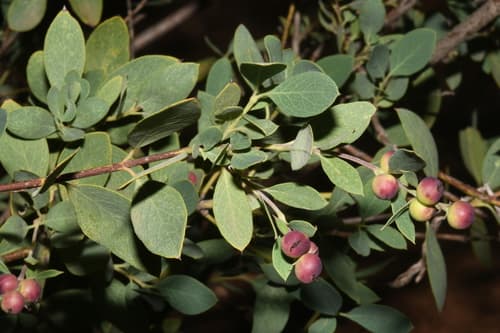 Wright's silktassel