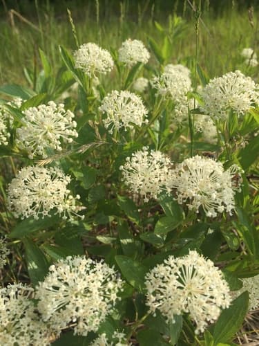 Inland Ceanothus