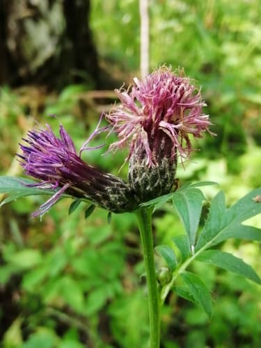 Crowned Saw-wort