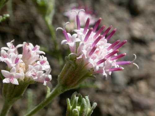 Hoary Pincushion