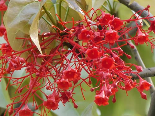 Flame Tree Bonsai
