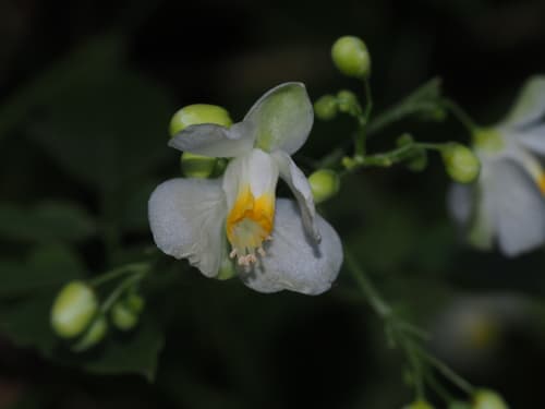 Showy Balloon Vine