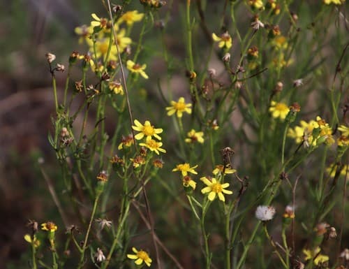 Kill Ragwort