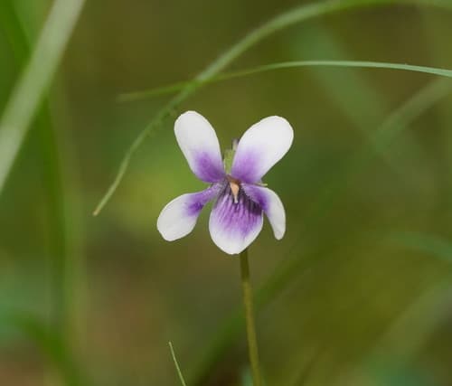 Ivy Leaved Violet