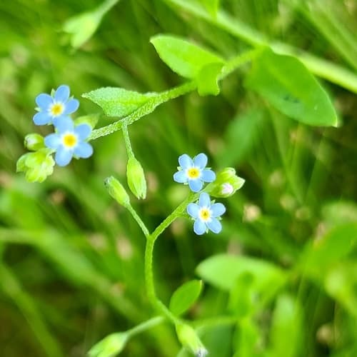 bay forget-me-not
