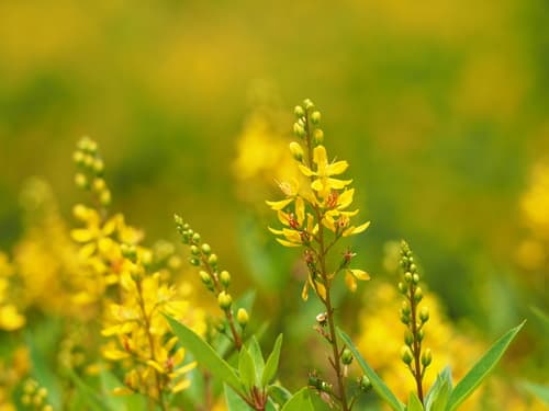 Golden Thryallis