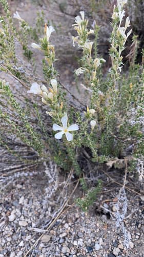Granite Prickly Phlox Bonsai