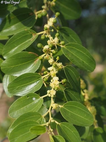 Christ's Thorn Jujube Bonsai