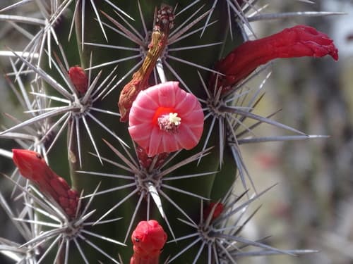 Octopus Cactus