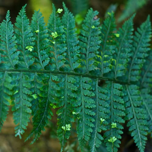 Hen and Chicks Fern