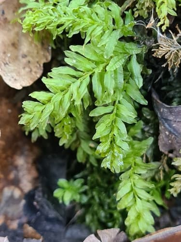 Palm-tree Moss