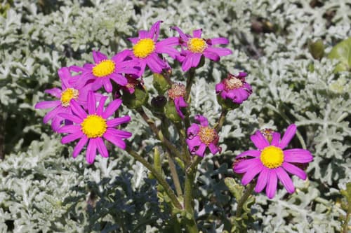 Red-purple Ragwort
