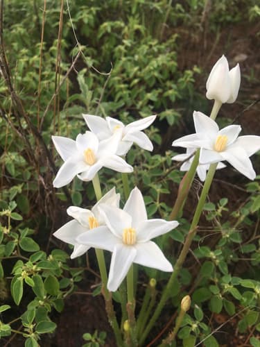 Brazos rain-lily
