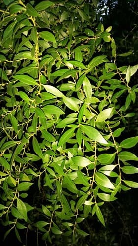Maiten tree