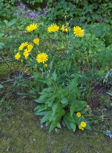Common Hawkweed