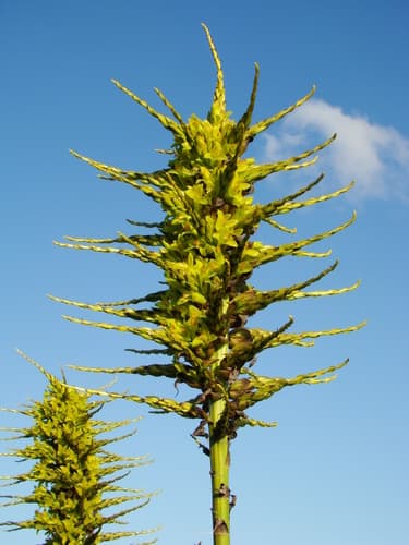 Sheep-eating Plant