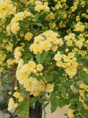 Lady Banks' Rose