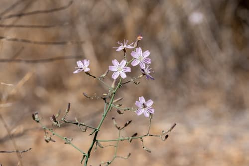 Small Wirelettuce