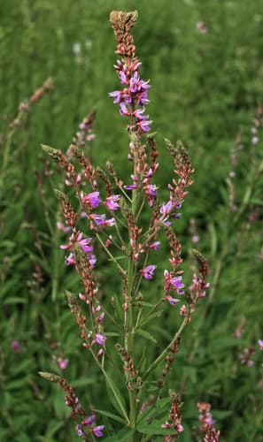 Showy Tick-Trefoil