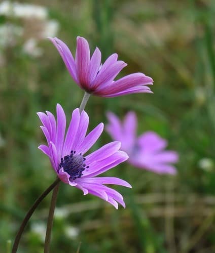 broad-leaved anemone