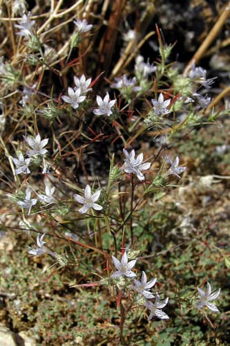 Desert Woollystar