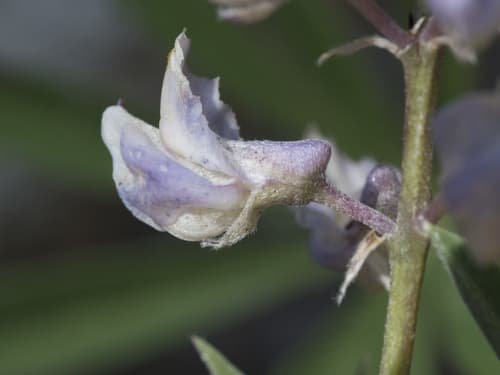 Longspur Lupine