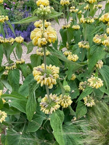 Turkish Sage