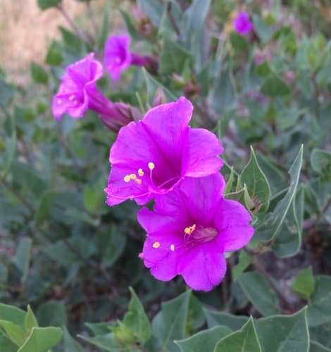 Colorado Four o'Clock Plant