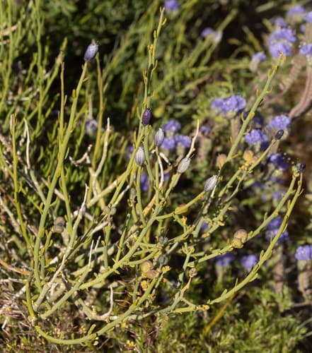 Turpentine Broom