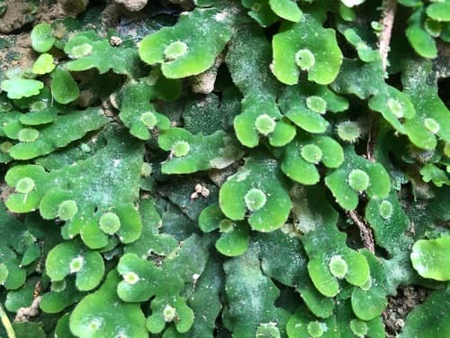 Dumortier's Liverwort