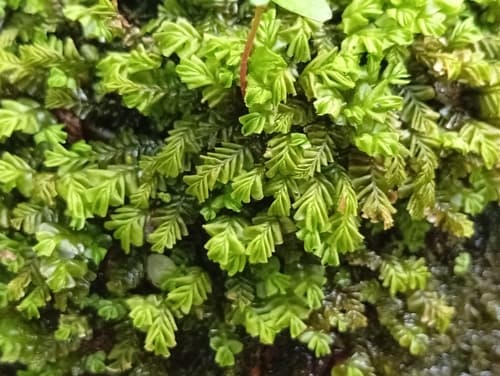 Lesser Featherwort