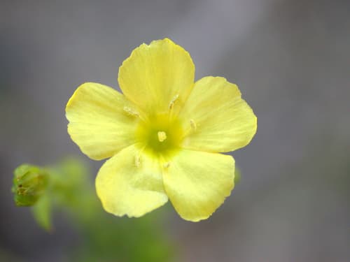 Stiff Yellow Flax