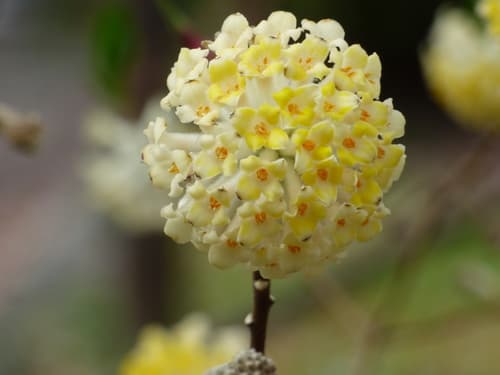 Oriental Paperbush