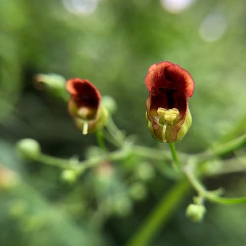 Late Figwort Bonsai