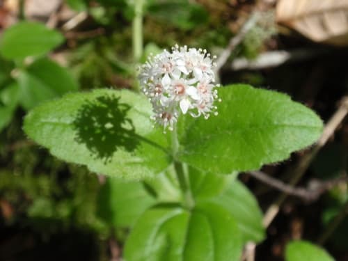Pipsissewa Plant