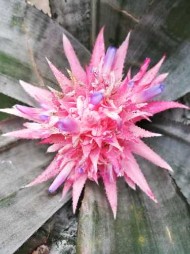 Urn Plant