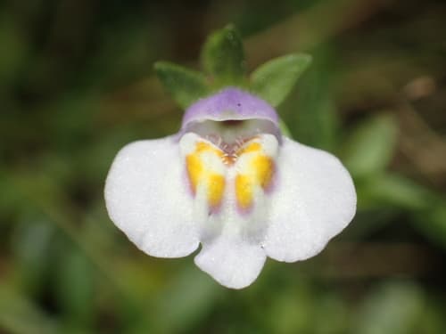 Asian Mazus